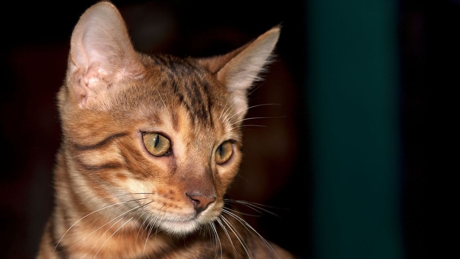 Why Do Some Cats Prefer Solitude While Others Crave Constant Attention?