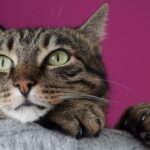 Could Your Cat Be a True Leo? Uncover Their Astrological Traits