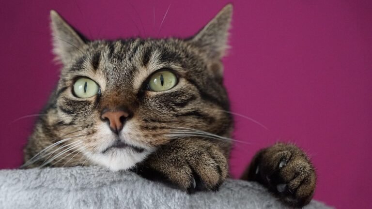 Could Your Cat Be a True Leo? Uncover Their Astrological Traits