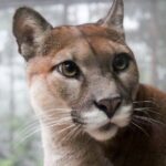 What's The Difference Between a Cougar, Puma and Mountain Lion