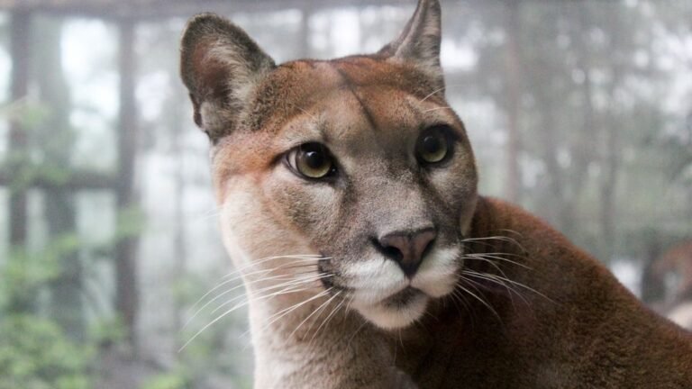 What's The Difference Between a Cougar, Puma and Mountain Lion