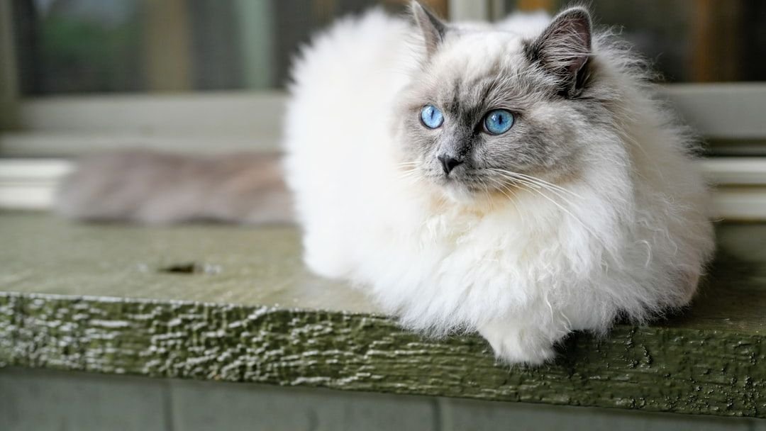 7 Cat Breeds That Fit Slower Lifestyles in Rural Vermont
