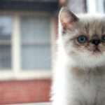 8 Best Cat Breeds for Seniors Living Alone in Pennsylvania