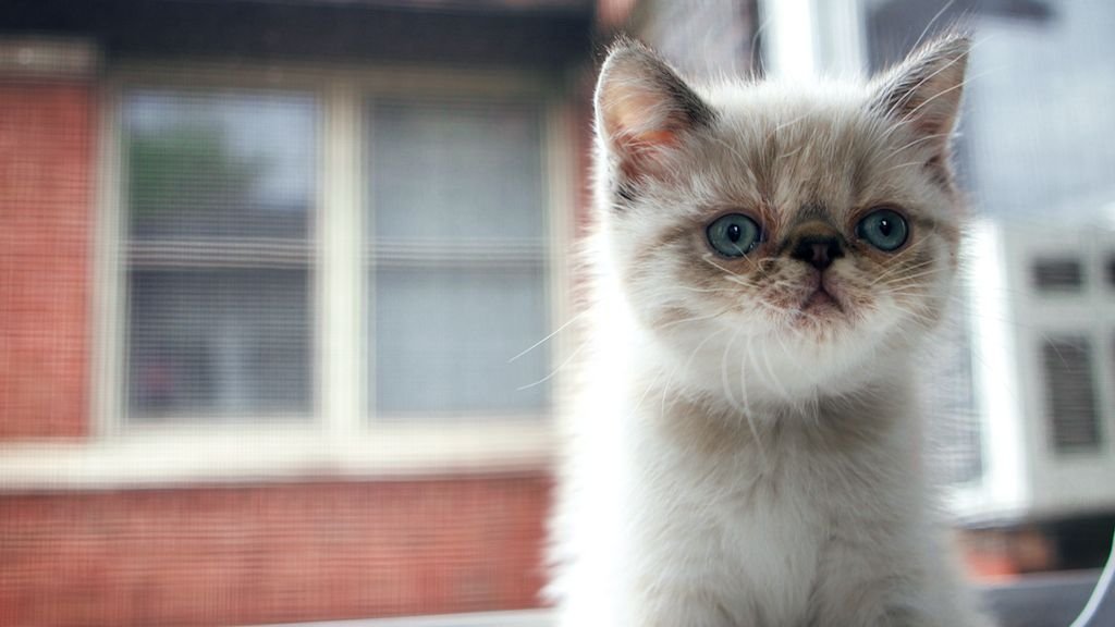 8 Best Cat Breeds for Seniors Living Alone in Pennsylvania