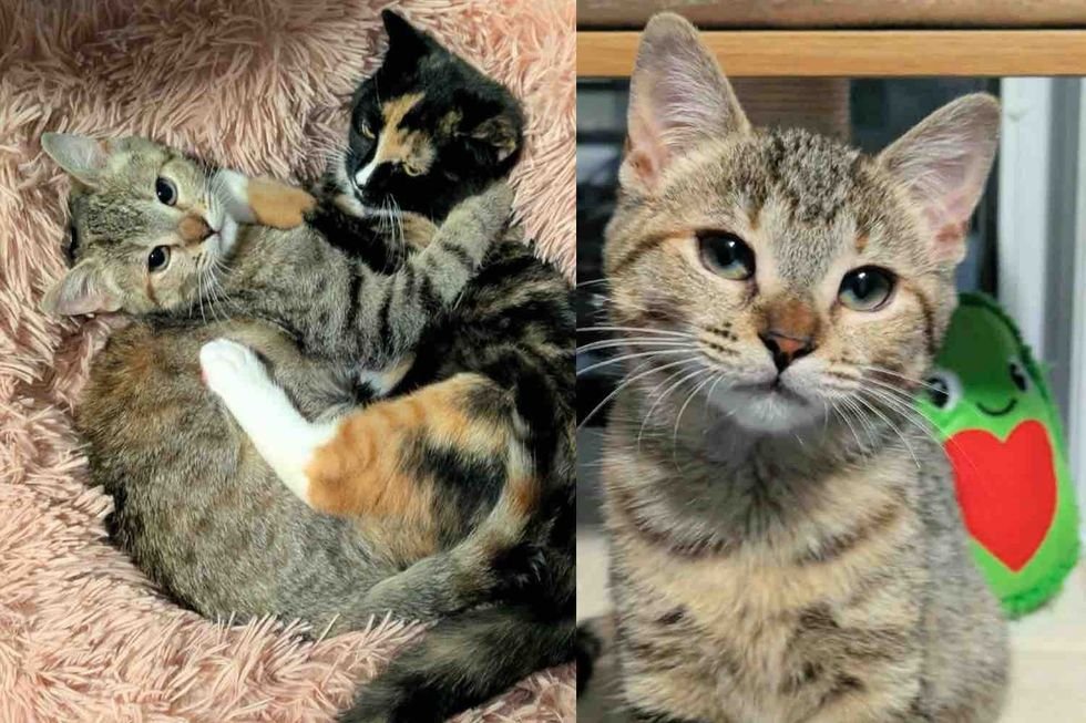 From Street Strays to Inseparable Pals: How Two Rescued Cats Found Comfort in Each Other
