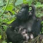 Hope Renewed: Rare Twin Birth Ignites Optimism for Mountain Gorillas in Congo
