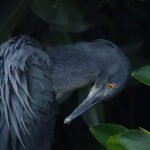 Unveiling Biodiversity's Frontiers: California Academy's 72 New Species from 2025