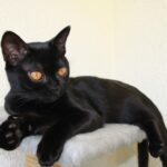 Best Cat Breeds for Zodiac Sign Scorpio and Worst Breeds That Cannot Handle Intensity