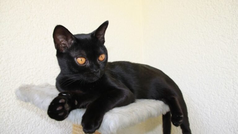 Best Cat Breeds for Zodiac Sign Scorpio and Worst Breeds That Cannot Handle Intensity