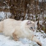 10 Best Cat Breeds for Small Homes and Cold Winters in Michigan