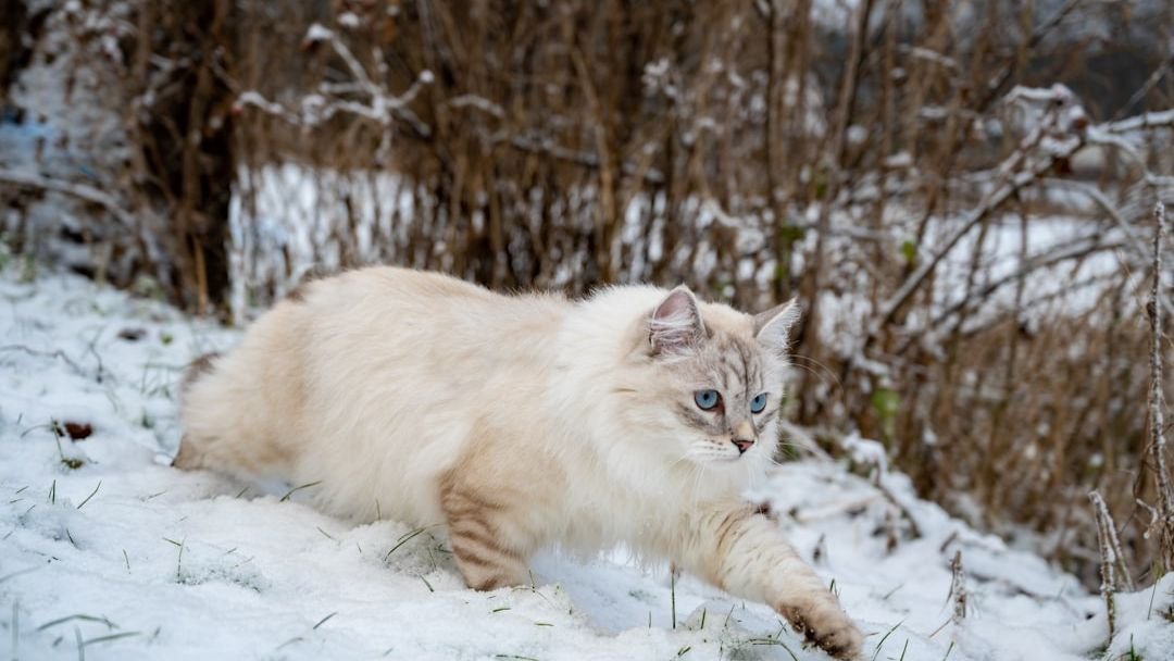10 Best Cat Breeds for Small Homes and Cold Winters in Michigan