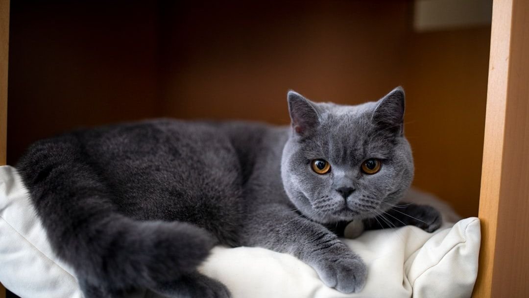 8 Low Maintenance Cat Breeds for Seniors in Arizona Retirement Communities