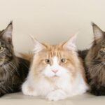 10 Best Cat Breeds for Suburban Living in New Jersey