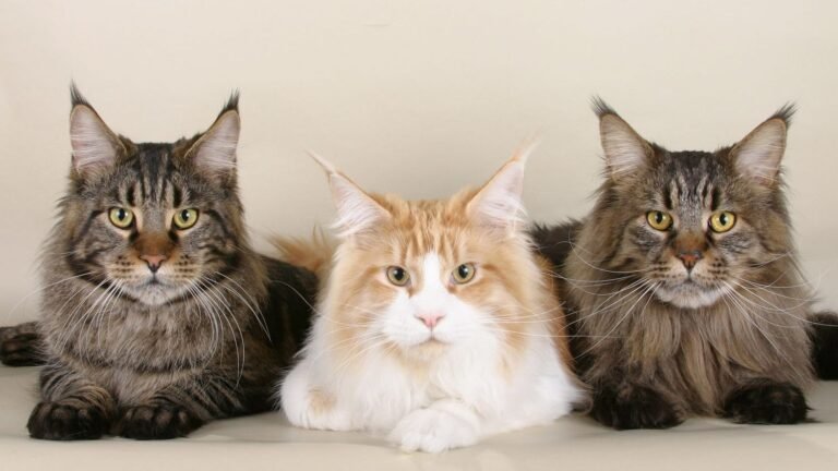10 Best Cat Breeds for Suburban Living in New Jersey