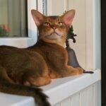 10 Cat Breeds That Struggle in Arizona Desert Homes and 5 That Dont