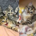 Kittens Born to a Feral Cat Turn into Happiest Bunch When They Realize Their World is About to Be Much Better