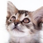 The Subtle Ways Your Cat Communicates Their Contentment (You Just Haven't Noticed)