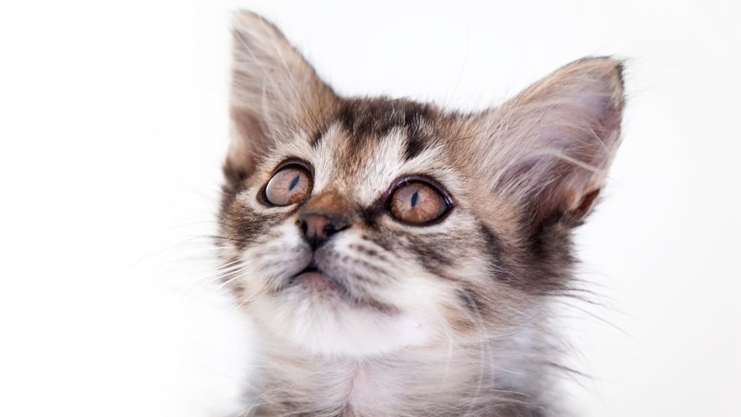 The Subtle Ways Your Cat Communicates Their Contentment (You Just Haven't Noticed)