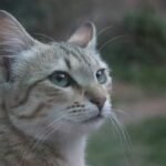 Why Some Zodiac Signs Misinterpret Cat Behavior in Dangerous Ways