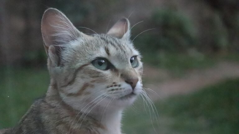 Why Some Zodiac Signs Misinterpret Cat Behavior in Dangerous Ways
