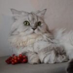 7 Calm Cat Breeds Ideal for Senior Owners in the Midwest