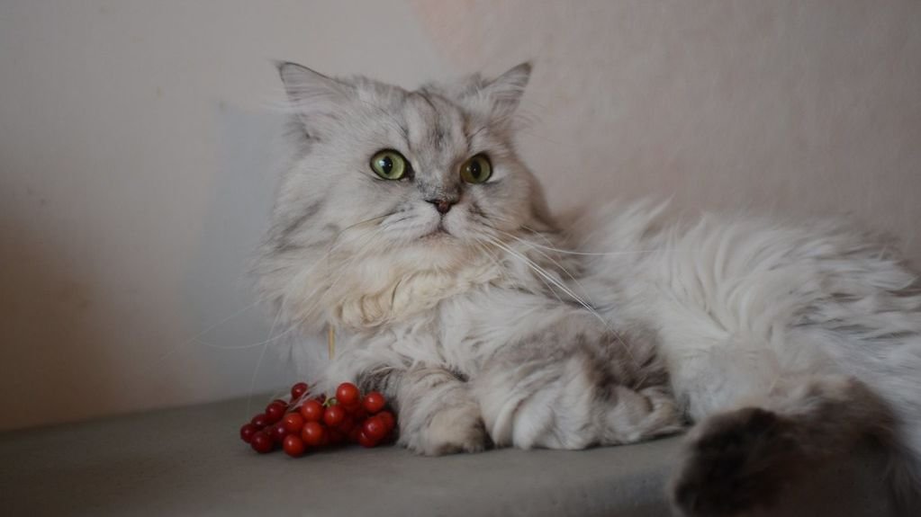 7 Calm Cat Breeds Ideal for Senior Owners in the Midwest