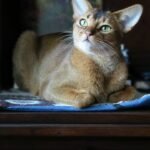 8 Cat Breeds That Handle Coastal Living in North Carolina