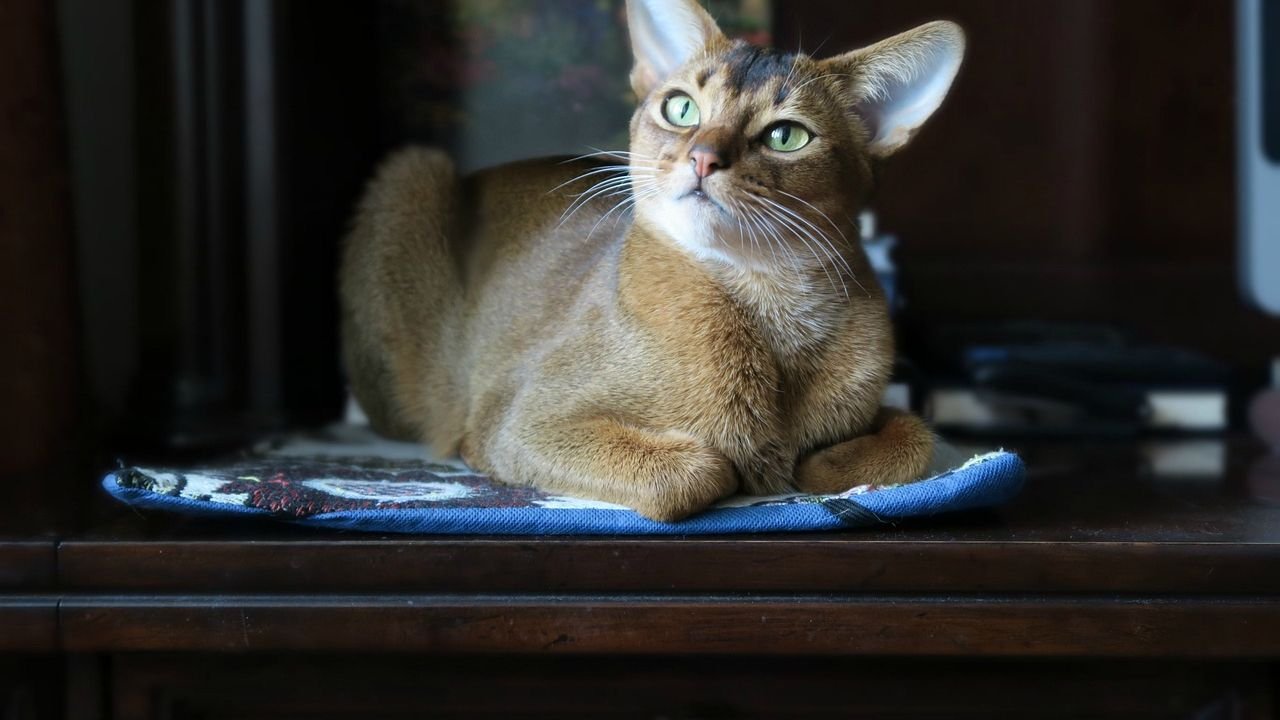 8 Cat Breeds That Handle Coastal Living in North Carolina