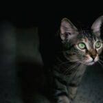 The Truth About Your Cat's Nighttime Zoomies: It's Not Just Energy