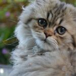 The Cat Breed That Challenges Your Zodiac Sign the Most