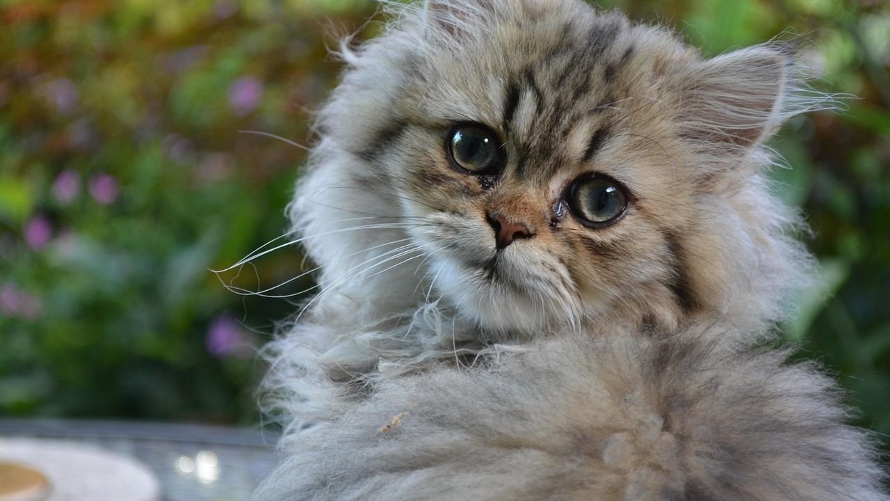 The Cat Breed That Challenges Your Zodiac Sign the Most