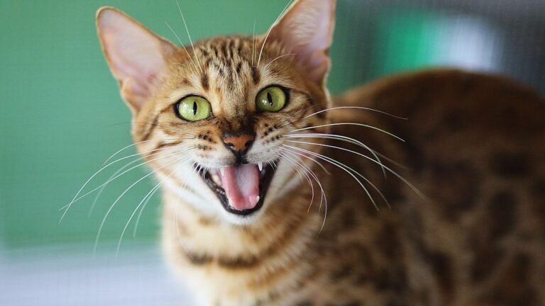 6 Cat Breeds That Snap Under Stress