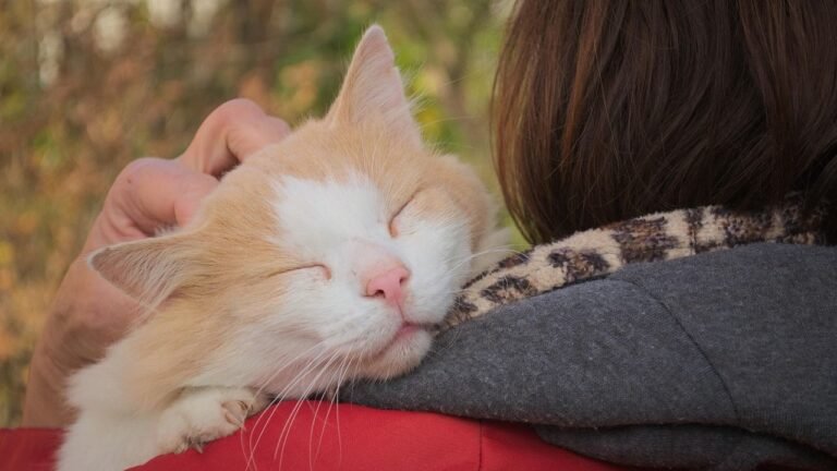 7 Unique Ways Your Cat Says 'Thank You' Without Ever Saying a Word