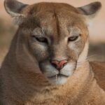 6 Things Never to Do If You Encounter a Mountain Lion in California