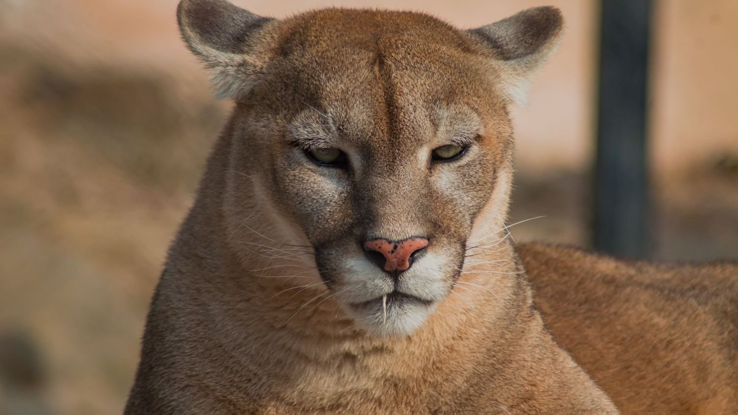 6 Things Never to Do If You Encounter a Mountain Lion in California