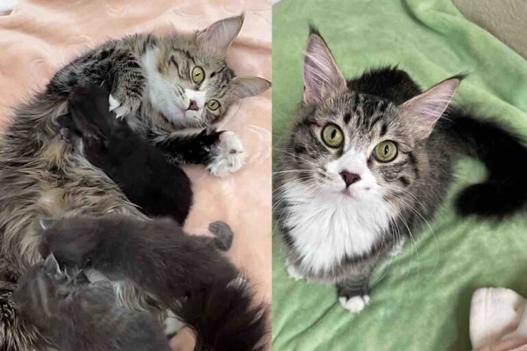 Family Took in a Stray Cat Seeking Help, She Soon Delivered Her Kittens Safely