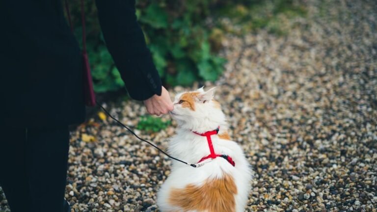 Why Senior Cats Can Still Learn New Behaviors