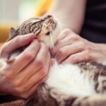 8 Beautiful Actions That Cats Show How Much They Love You