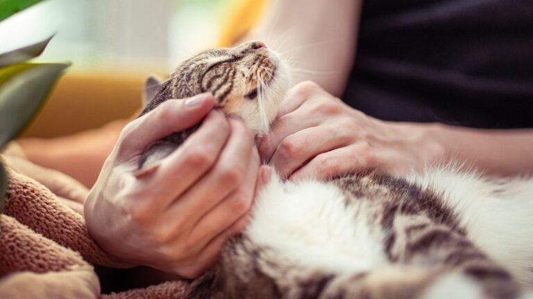 8 Beautiful Actions That Cats Show How Much They Love You