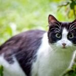 8 Scents That Secretly Attract Fleas to Your Yard and Put Cats at Risk