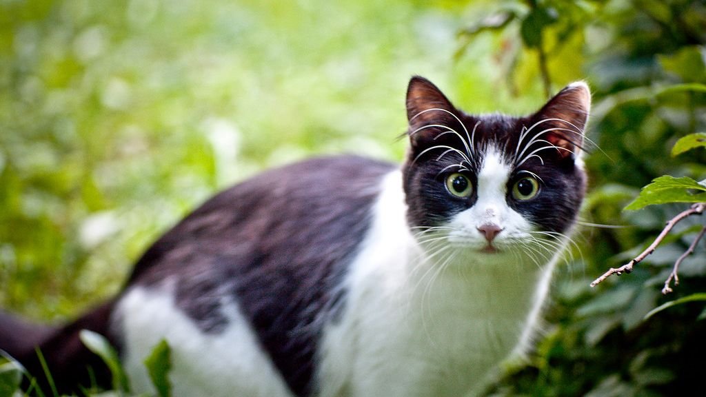 8 Scents That Secretly Attract Fleas to Your Yard and Put Cats at Risk