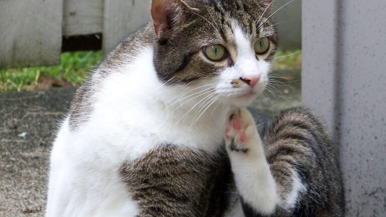 How to Get Rid of a Flea Infestation on Your Cat Without Harming Them