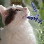 5 Cat Safe Scents That Repel Fleas Naturally