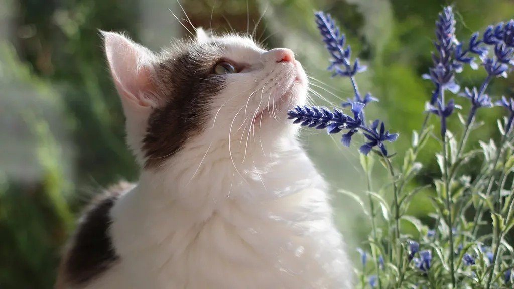 5 Cat Safe Scents That Repel Fleas Naturally