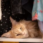 The Most Overlooked Places Fleas Lay Eggs in Cat Homes