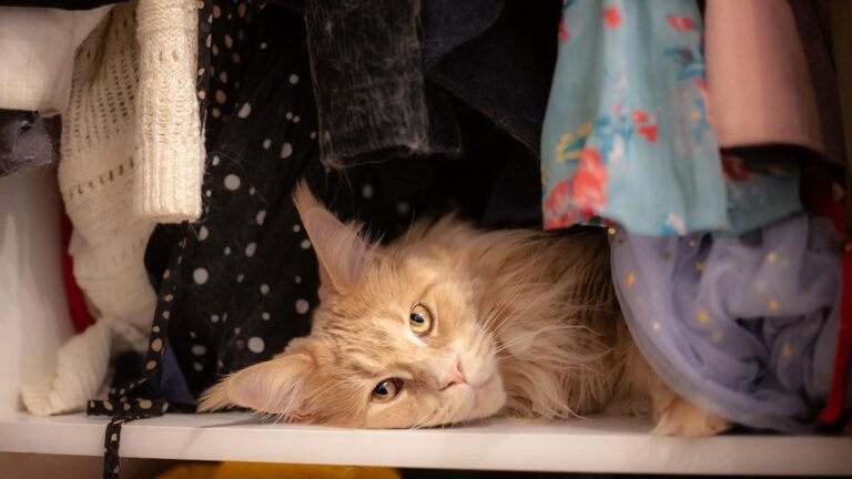 The Most Overlooked Places Fleas Lay Eggs in Cat Homes