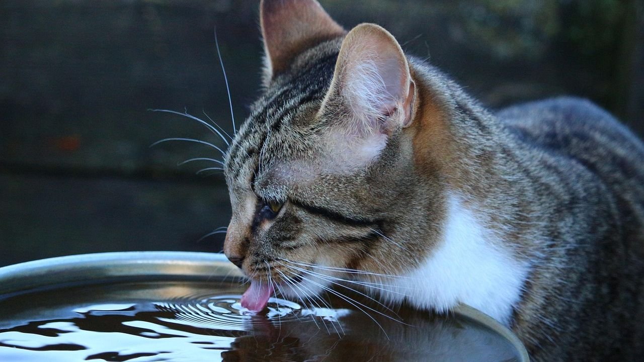 The Way Your Cat Drinks Water Reveals Secrets About Their Health
