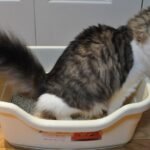 9 Mistakes Even Experienced Cat Owners Make With Litter Boxes