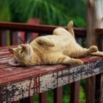 5 Unexpected Ways Your Cat Communicates Happiness and Contentment