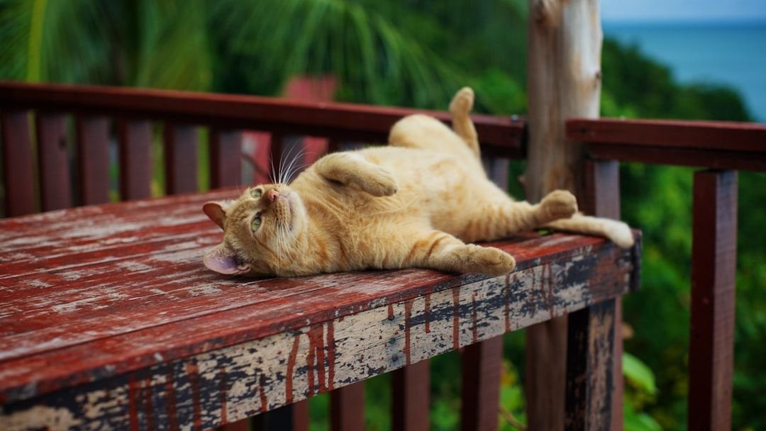 5 Unexpected Ways Your Cat Communicates Happiness and Contentment